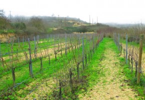 Agricultural Land For Sale in Pano Arodes, Paphos - SL21020