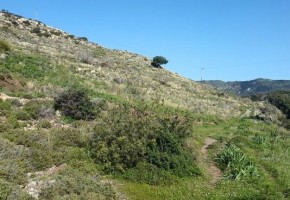 Agricultural Land For Sale in Peyia, Paphos - SL13668